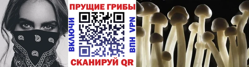 купить наркотик площадка наркотические препараты Галлюциногенные грибы Psilocybe Егорьевск